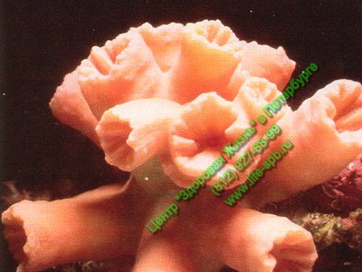 Белые кораллы Санго, коралловая вода