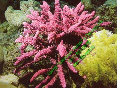 белые кораллы Санго вид под водой