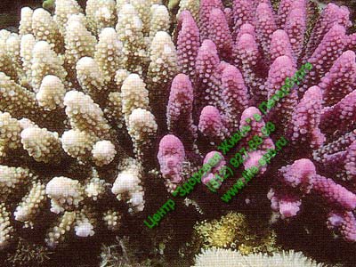 Белые кораллы Санго. Алка майн. Виды кораллов.