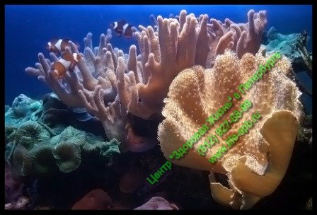 коралловая вода и коралловый кальций