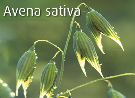 ОВЕС ПОСЕВНОЙ? Poaceae (Graminiae), Avena sativa, Oat