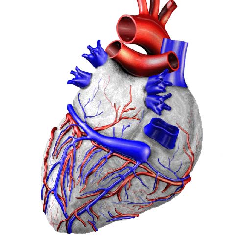 Картина диагностики сердца