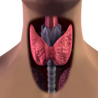 Щитовидная железа. Ткань щитовидной железы.