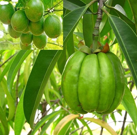 Гарциния камбоджийская. Плоды лекарственного растения.