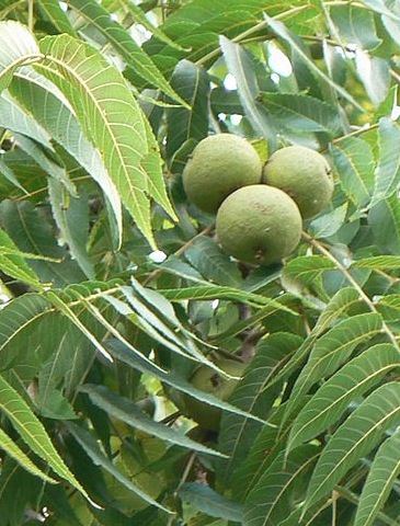 Растение Черный орех, Juglans nigra, Black Walnut