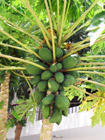 Растение папайя