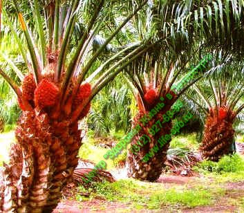 Вид красной пальмы «OxG Hybrids»