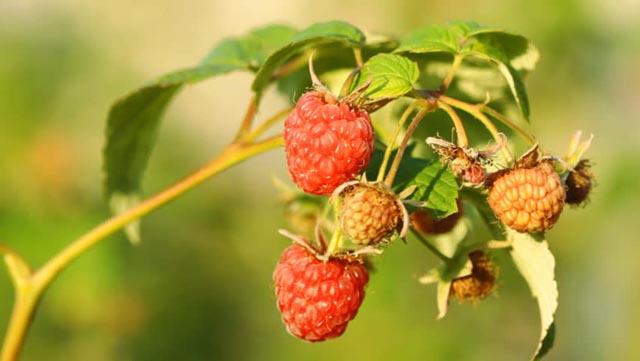 МАЛИНА ОБЫКНОВЕННАЯ многолетний кустарник высотой до 2 м с однолетними и двухлетними побегами, Red raspberry